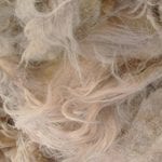 Raw Sheep's wool